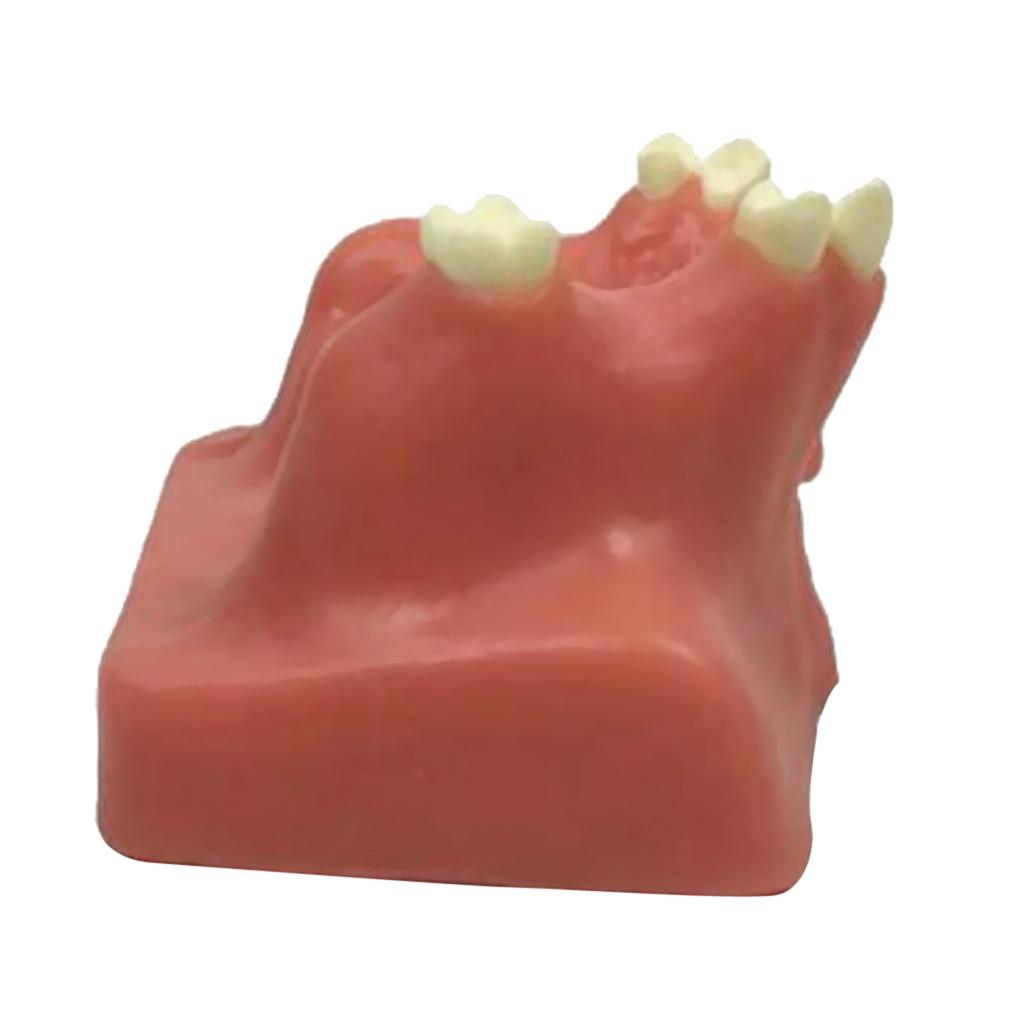 Tooth Maxillary Teeth Model For Teach Study Demostration