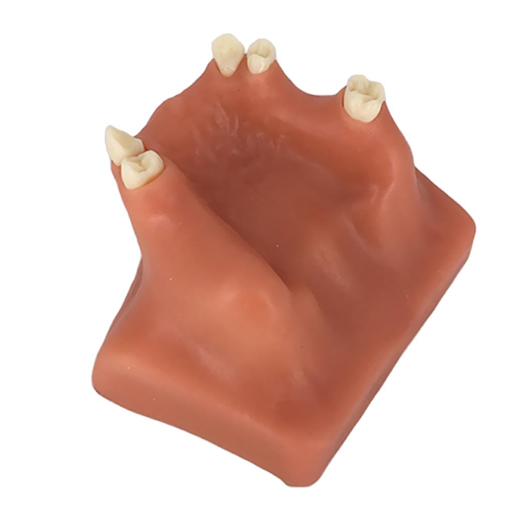 Tooth Maxillary Teeth Model For Teach Study Demostration