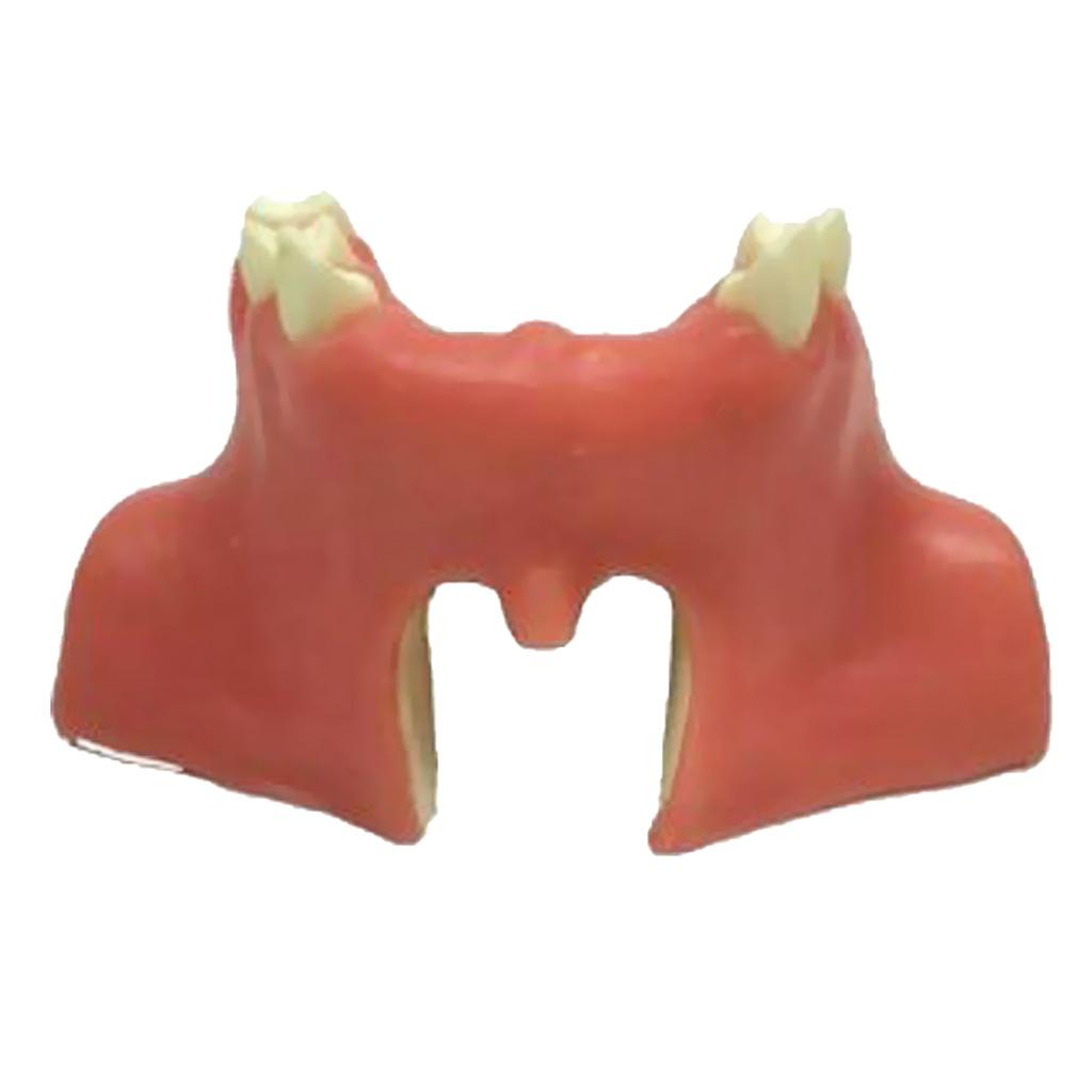 Tooth Maxillary Teeth Model For Teach Study Demostration