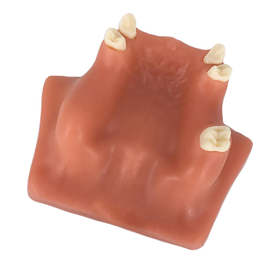 Tooth Maxillary Teeth Model For Teach Study Demostration