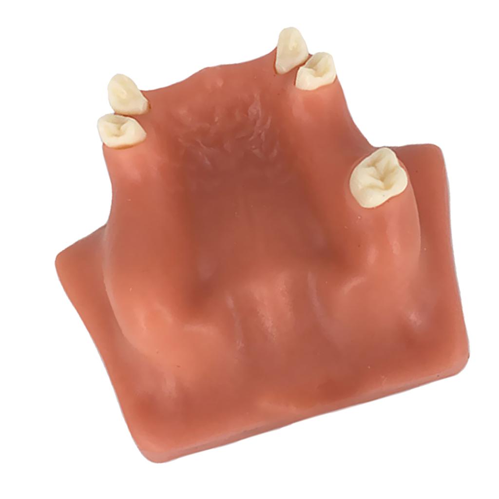 Tooth Maxillary Teeth Model For Teach Study Demostration