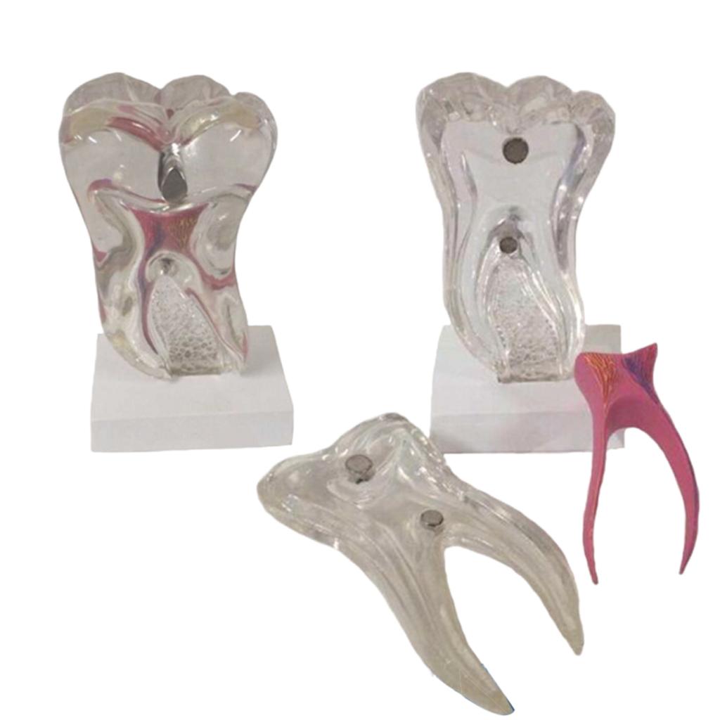 Teeth Crystal Base Teeth Tooth Model Single Teeth Model