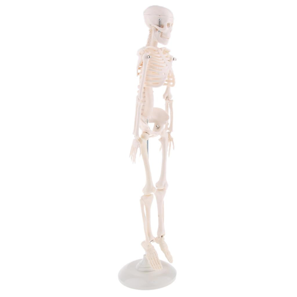 45cm Highly Detailed Human Body Skeleton Model Set School Education Toy Tool