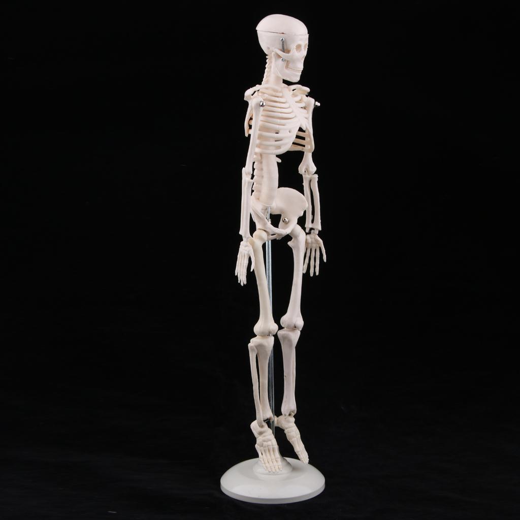 45cm Highly Detailed Human Body Skeleton Model Set School Education Toy Tool
