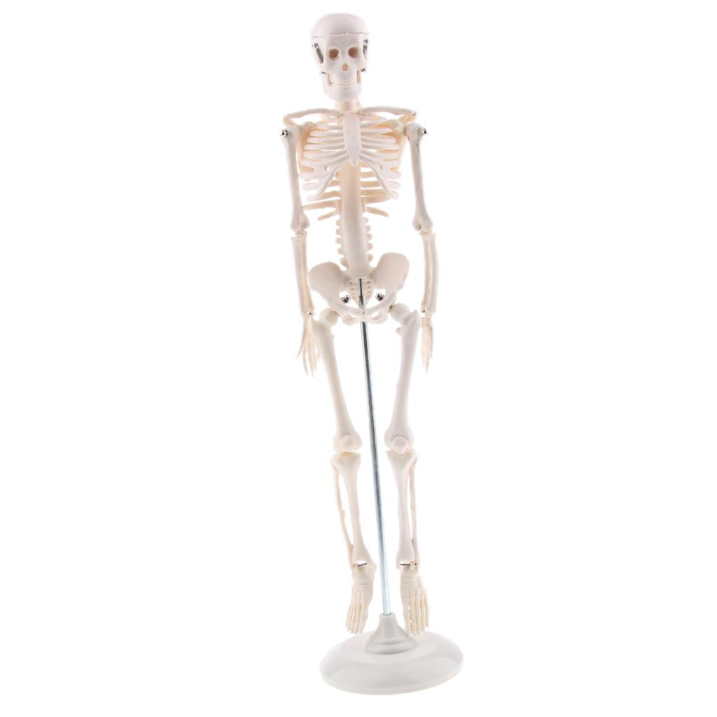 45cm Highly Detailed Human Body Skeleton Model Set School Education Toy Tool