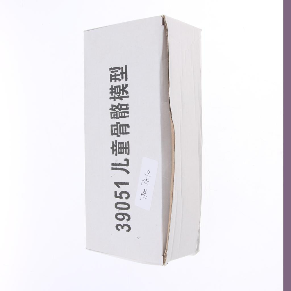 45cm Highly Detailed Human Body Skeleton Model Set School Education Toy Tool