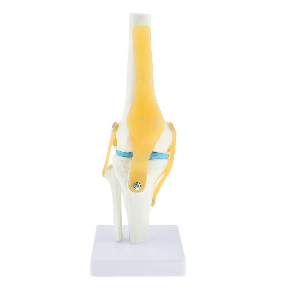 1:1 Lifesize Human Knee Joint Skeleton Model for Teaching Instrument