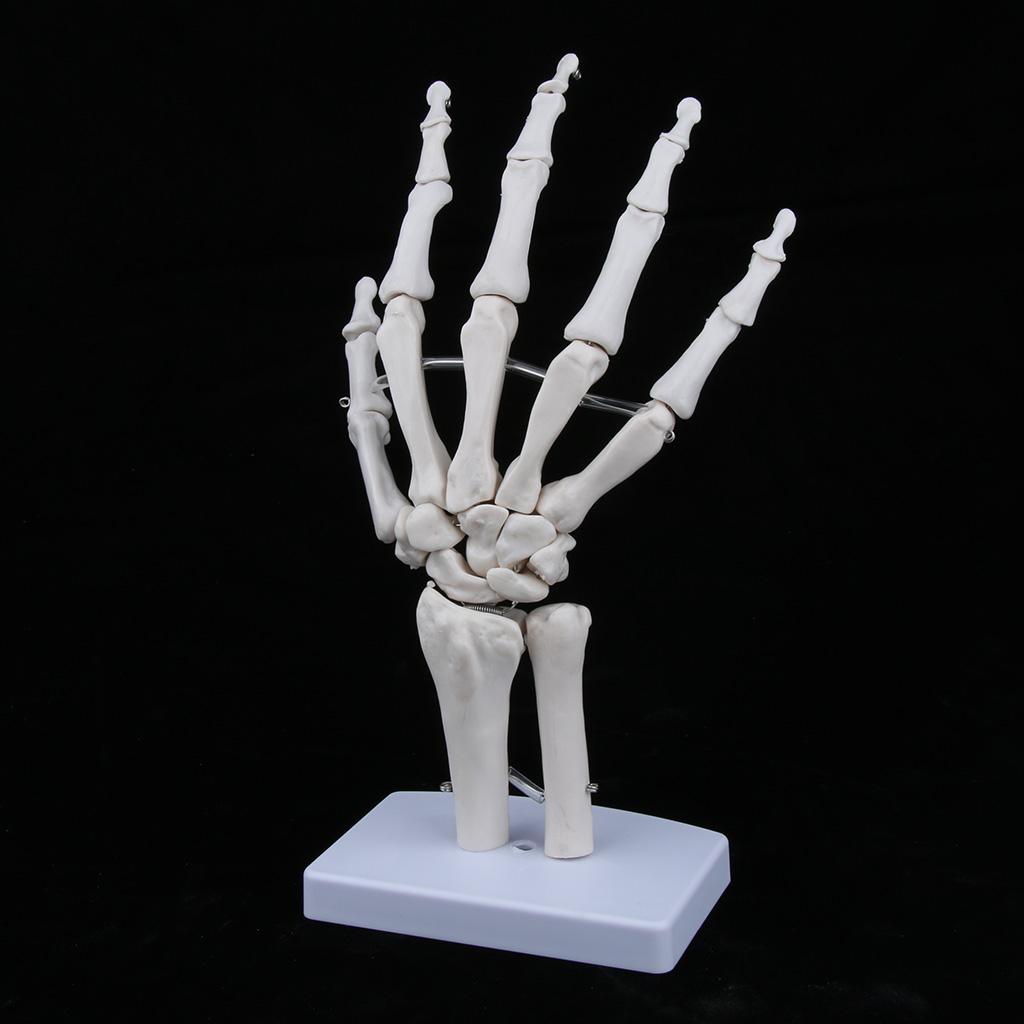 Medical Life Size Human Hand Joint Skeleton Anatomical Model, Human Anatomy