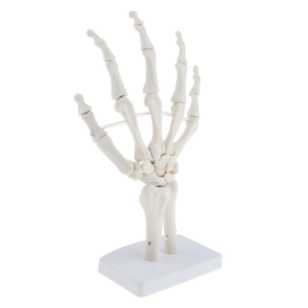 Medical Life Size Human Hand Joint Skeleton Anatomical Model, Human Anatomy