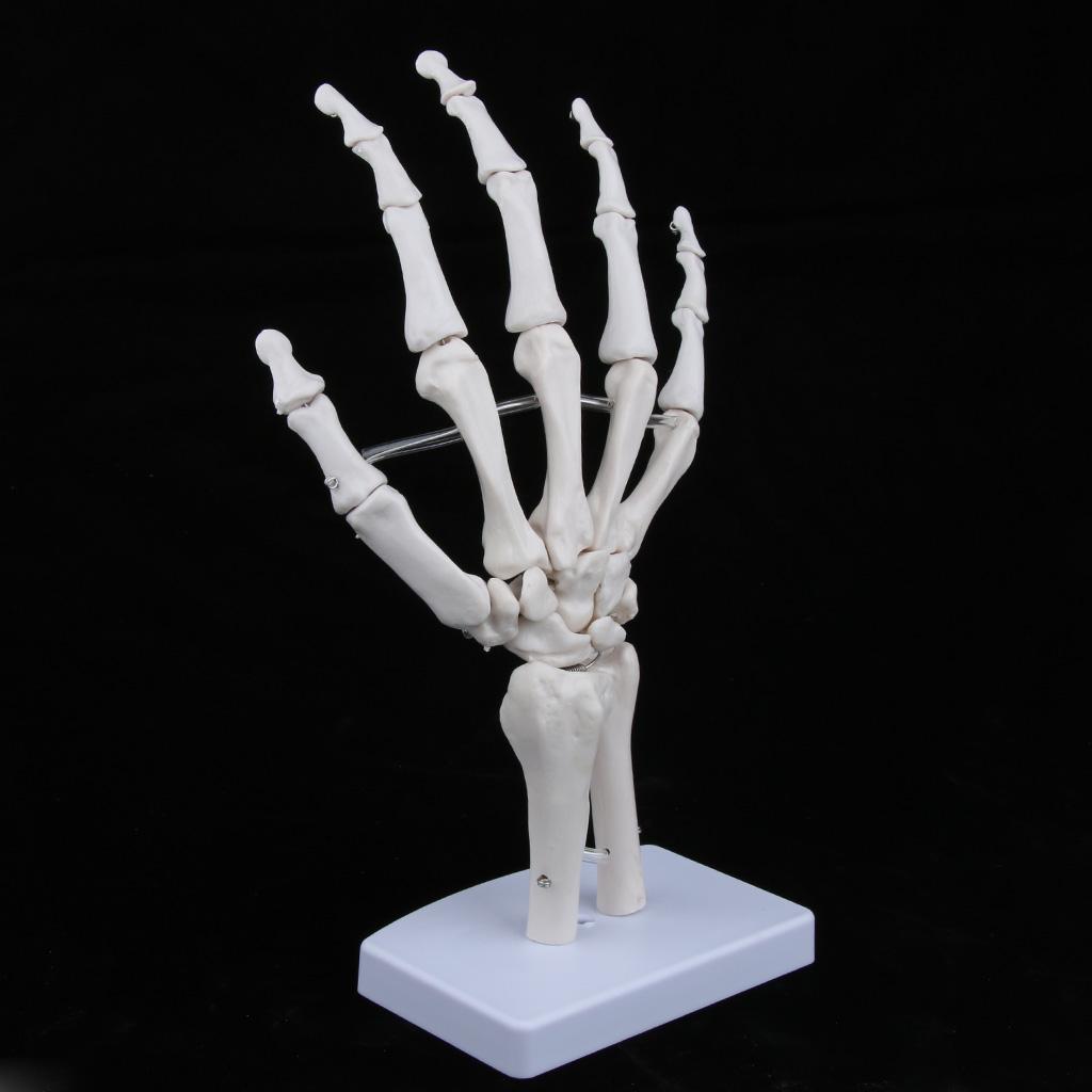 Medical Life Size Human Hand Joint Skeleton Anatomical Model, Human Anatomy