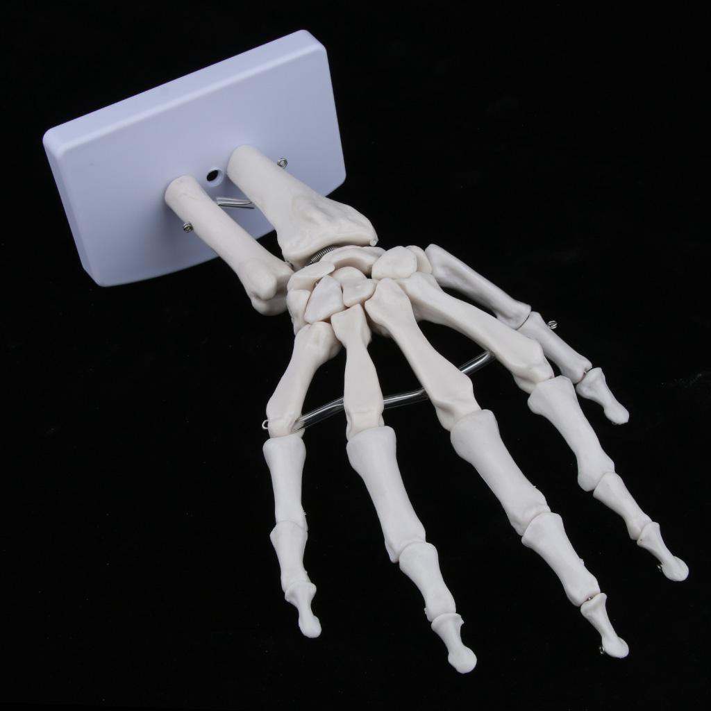 Medical Life Size Human Hand Joint Skeleton Anatomical Model, Human Anatomy