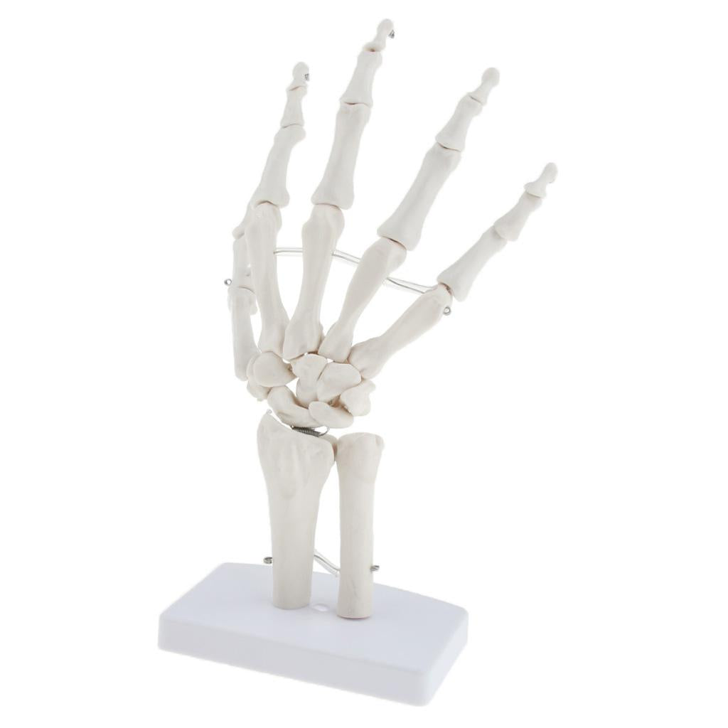 Medical Life Size Human Hand Joint Skeleton Anatomical Model, Human Anatomy