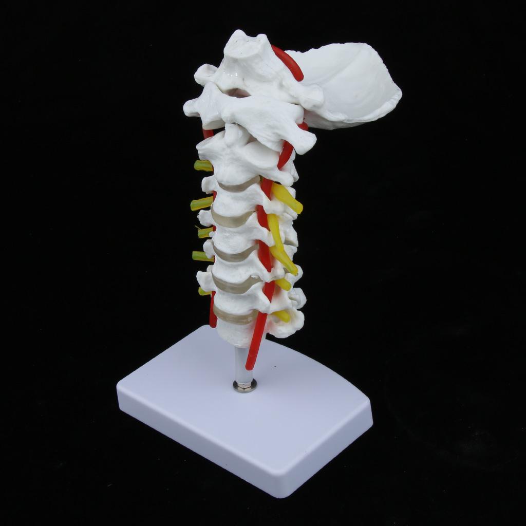 1:1 Human Cervical Vertebra Carotid Artery Flexible Model Study