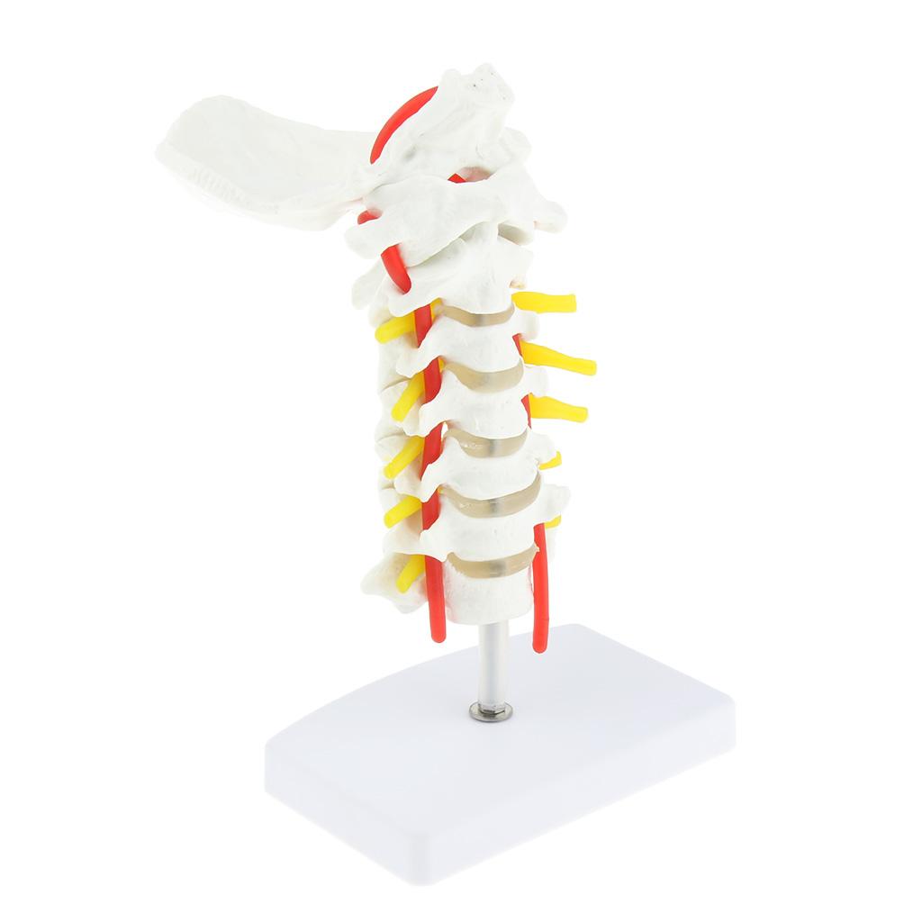1:1 Human Cervical Vertebra Carotid Artery Flexible Model Study