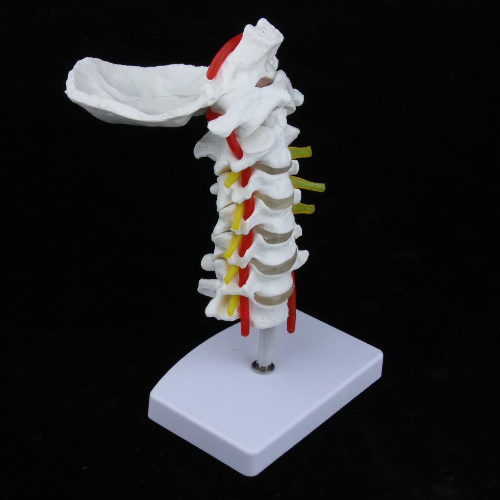1:1 Human Cervical Vertebra Carotid Artery Flexible Model Study