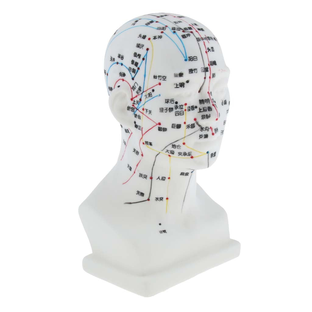 Human Head Acupuncture Meridian Model with Acupressure Points Chinese
