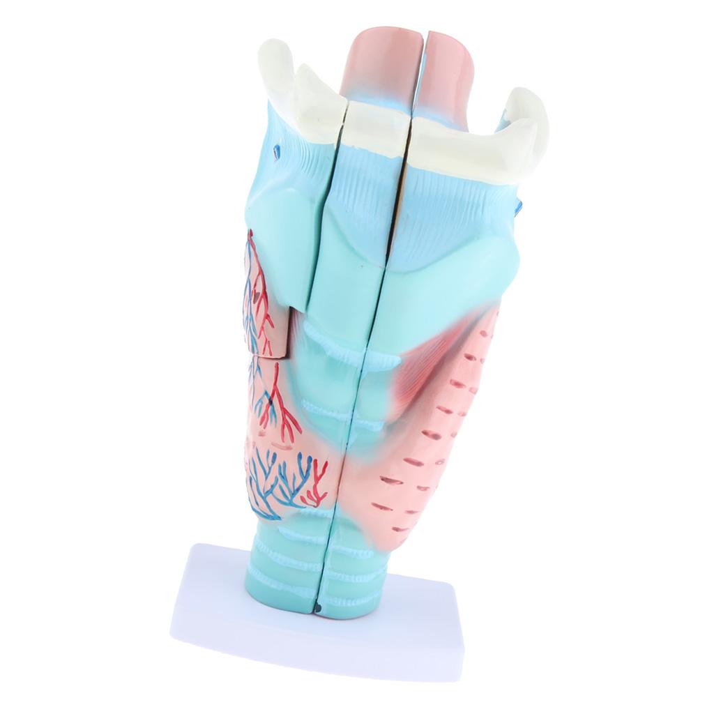 3x Magnified Human Larynx Anatomical Model Anatomy Throat Model