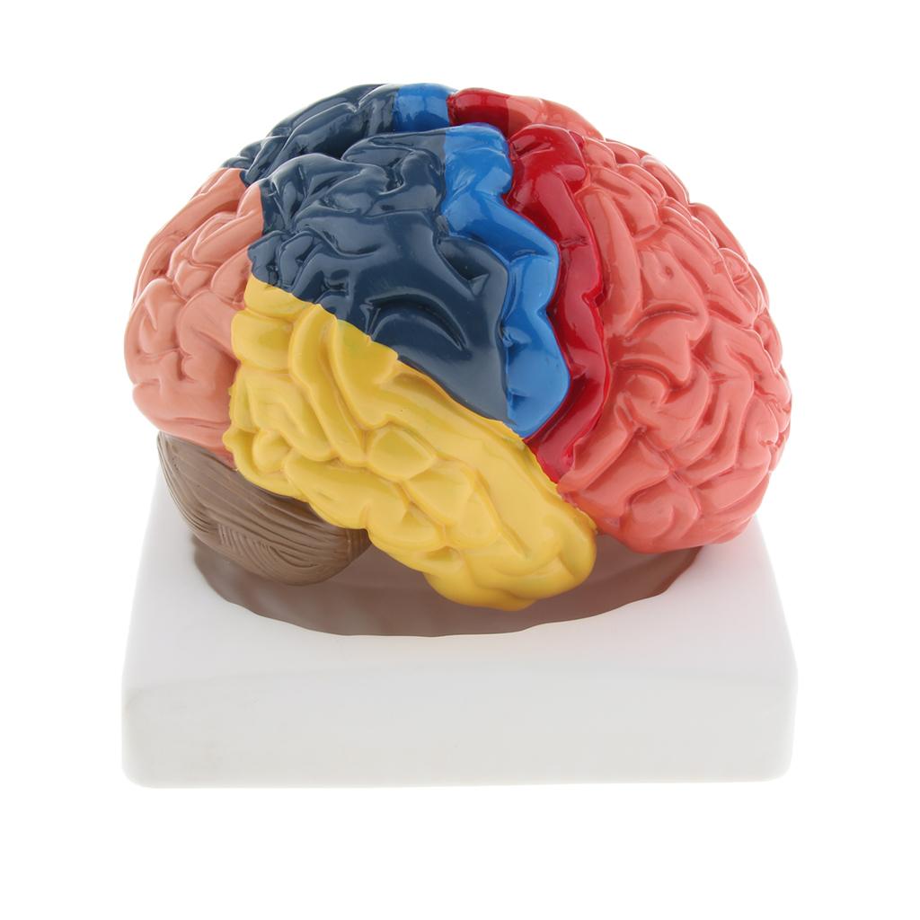Realistic Anatomical Human Brain Model Hand-assembly for Teaching