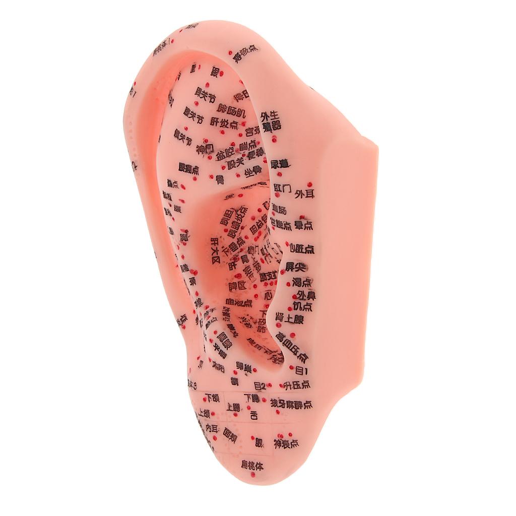 Human Ear Acupuncture Meridian Model with Acupressure Points