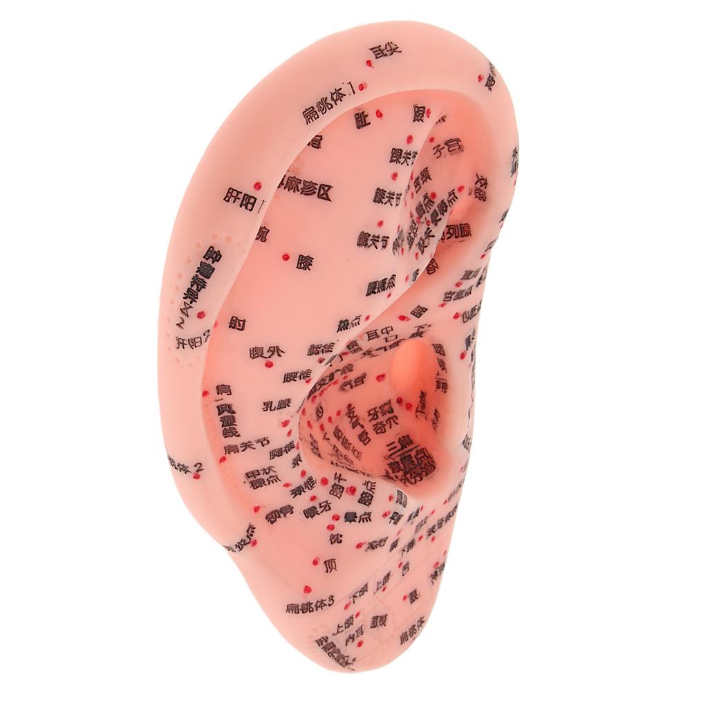 Human Ear Acupuncture Meridian Model with Acupressure Points