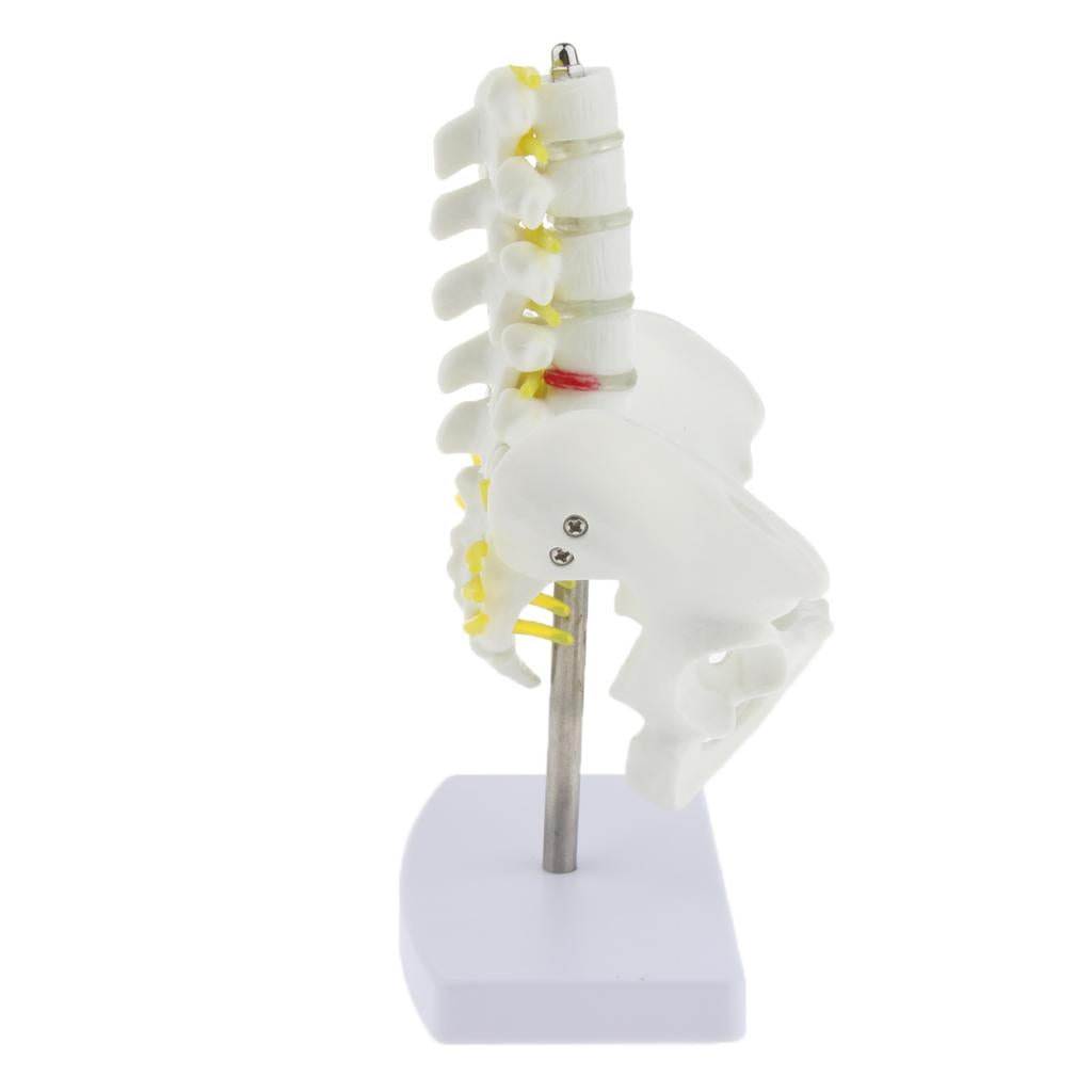 Mini Pelvis with 5 Lumbar Vertebrae Skeleton Anatomical Model