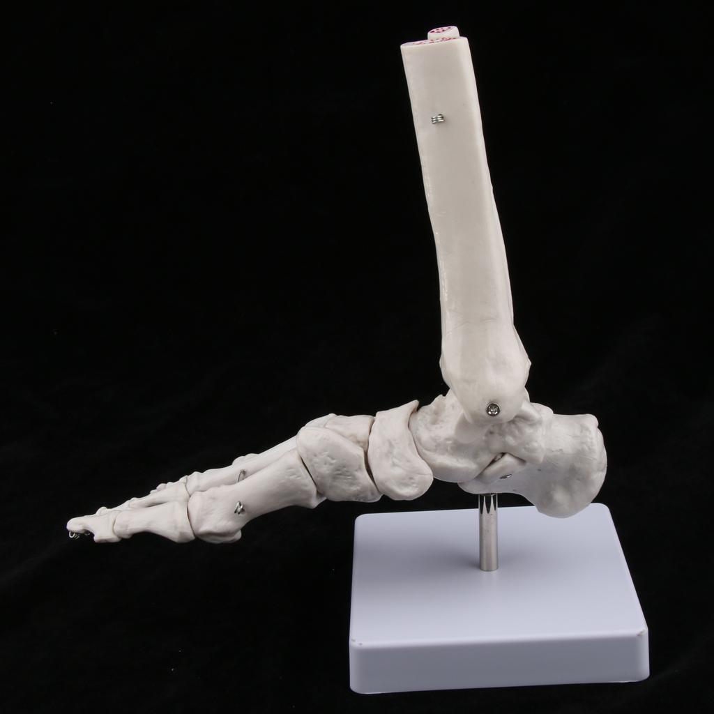 Life Size Human Foot Joint Anatomical Model Skeleton Medical Learning Tools