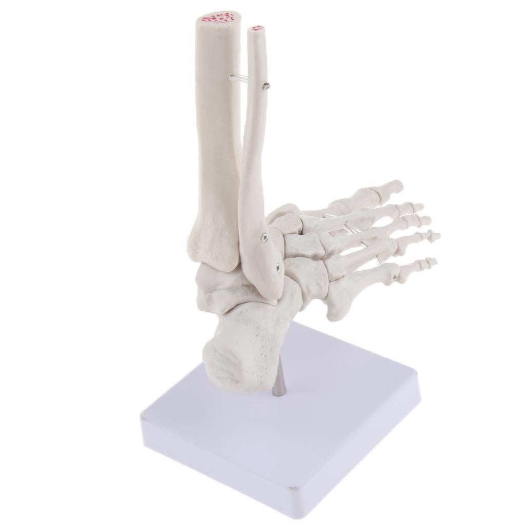 Life Size Human Foot Joint Anatomical Model Skeleton Medical Learning Tools