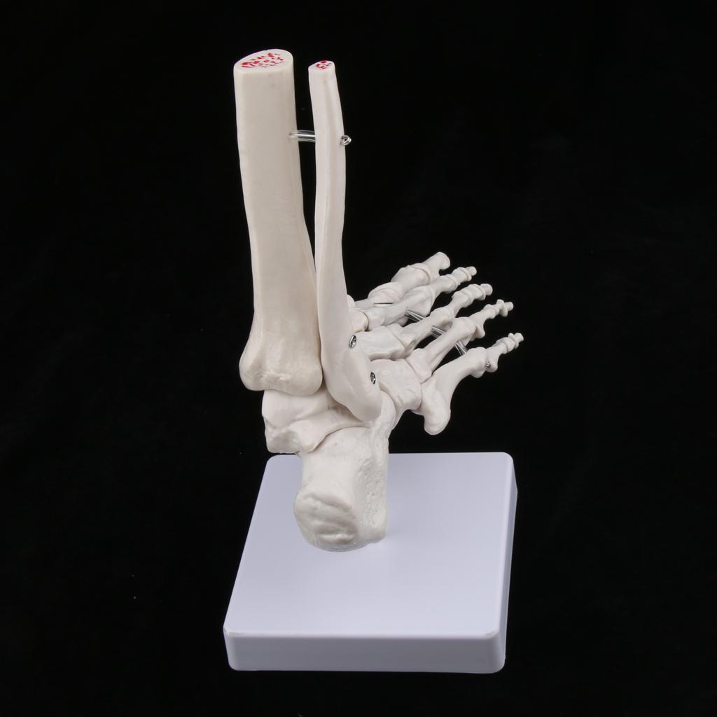 Life Size Human Foot Joint Anatomical Model Skeleton Medical Learning Tools