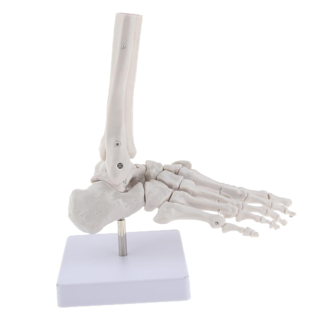 Life Size Human Foot Joint Anatomical Model Skeleton Medical Learning Tools