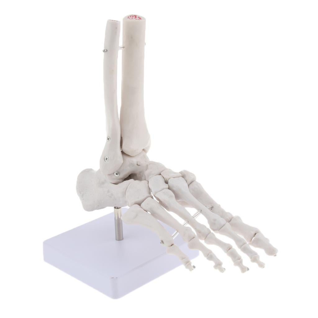 Life Size Human Foot Joint Anatomical Model Skeleton Medical Learning Tools