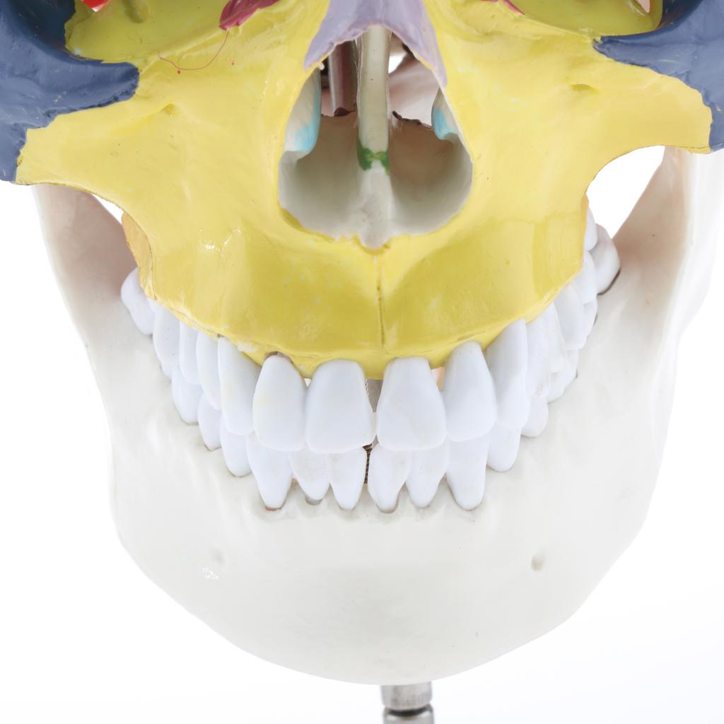 1:1 Colored 22 Parts Human Head Skull with Cervical Vertebra Anatomy Model