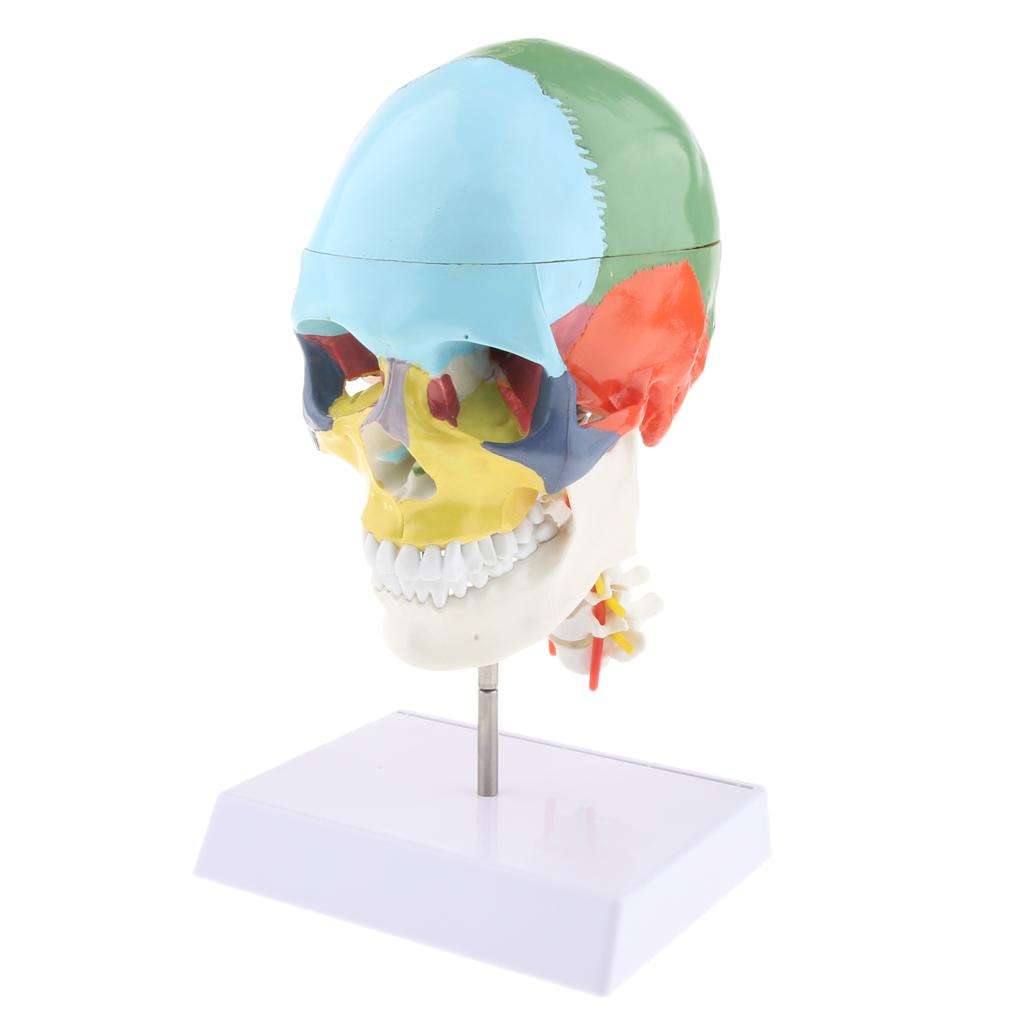 1:1 Colored 22 Parts Human Head Skull with Cervical Vertebra Anatomy Model