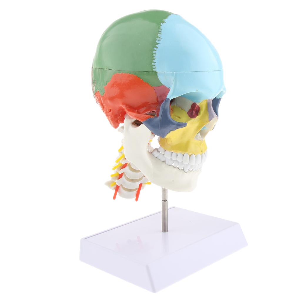1:1 Colored 22 Parts Human Head Skull with Cervical Vertebra Anatomy Model