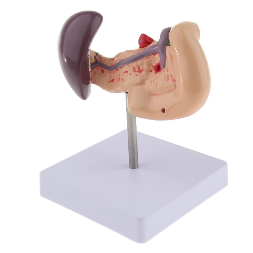 Premium Life Size Anatomical Pancreas, Duodenum, Spleen Model With Base - Human Anatomy