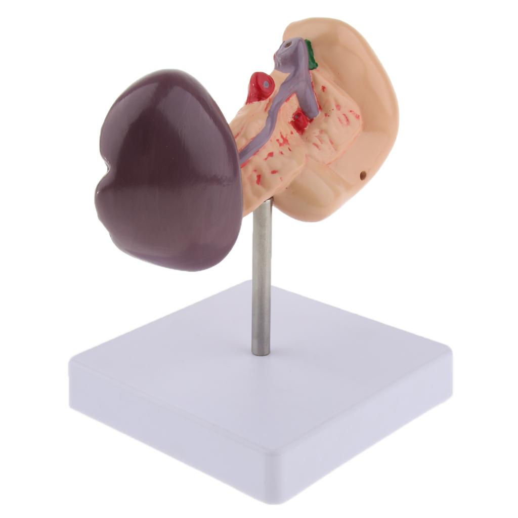 Premium Life Size Anatomical Pancreas, Duodenum, Spleen Model With Base - Human Anatomy