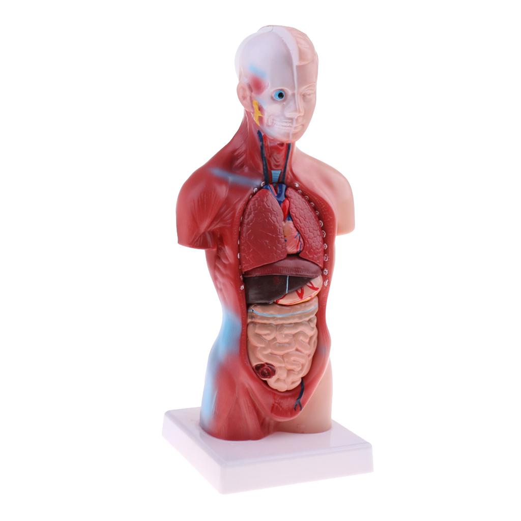 Human Torso Body Anatomy Model Heart Brain Skeleton Educational 11''