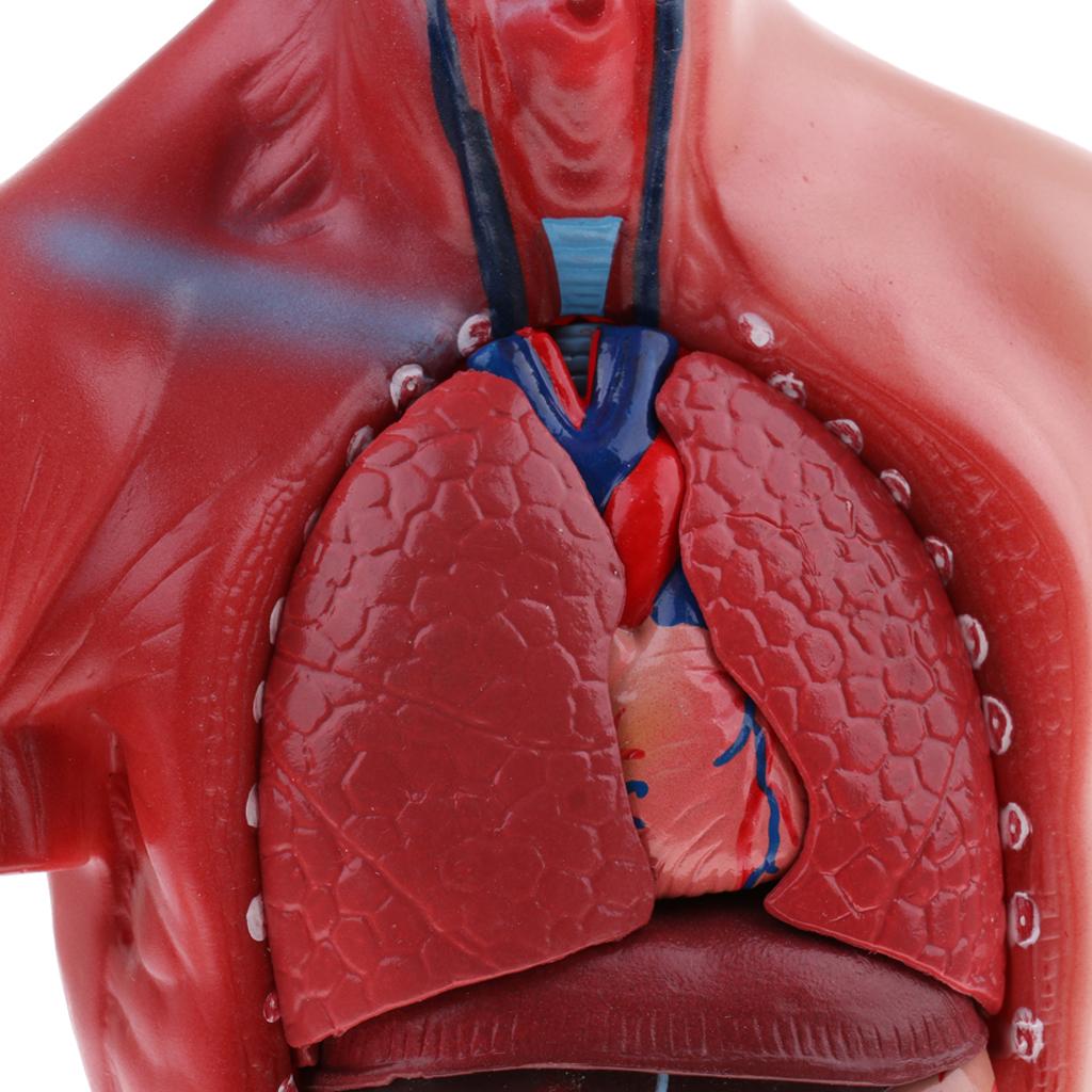 Human Torso Body Anatomy Model Heart Brain Skeleton Educational 11''
