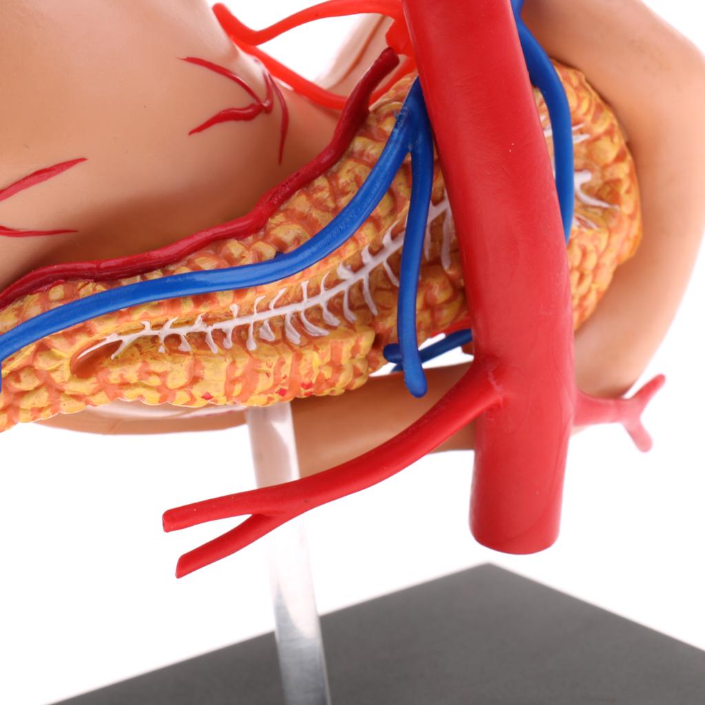 2:3 4D-Vision Human Stomach Anatomical Model Anatomy Medical Teaching Lab