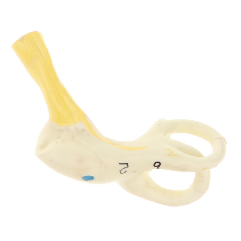 Magnification 5x Human Ear Semicircular Canal Cochlear Model Anatomical