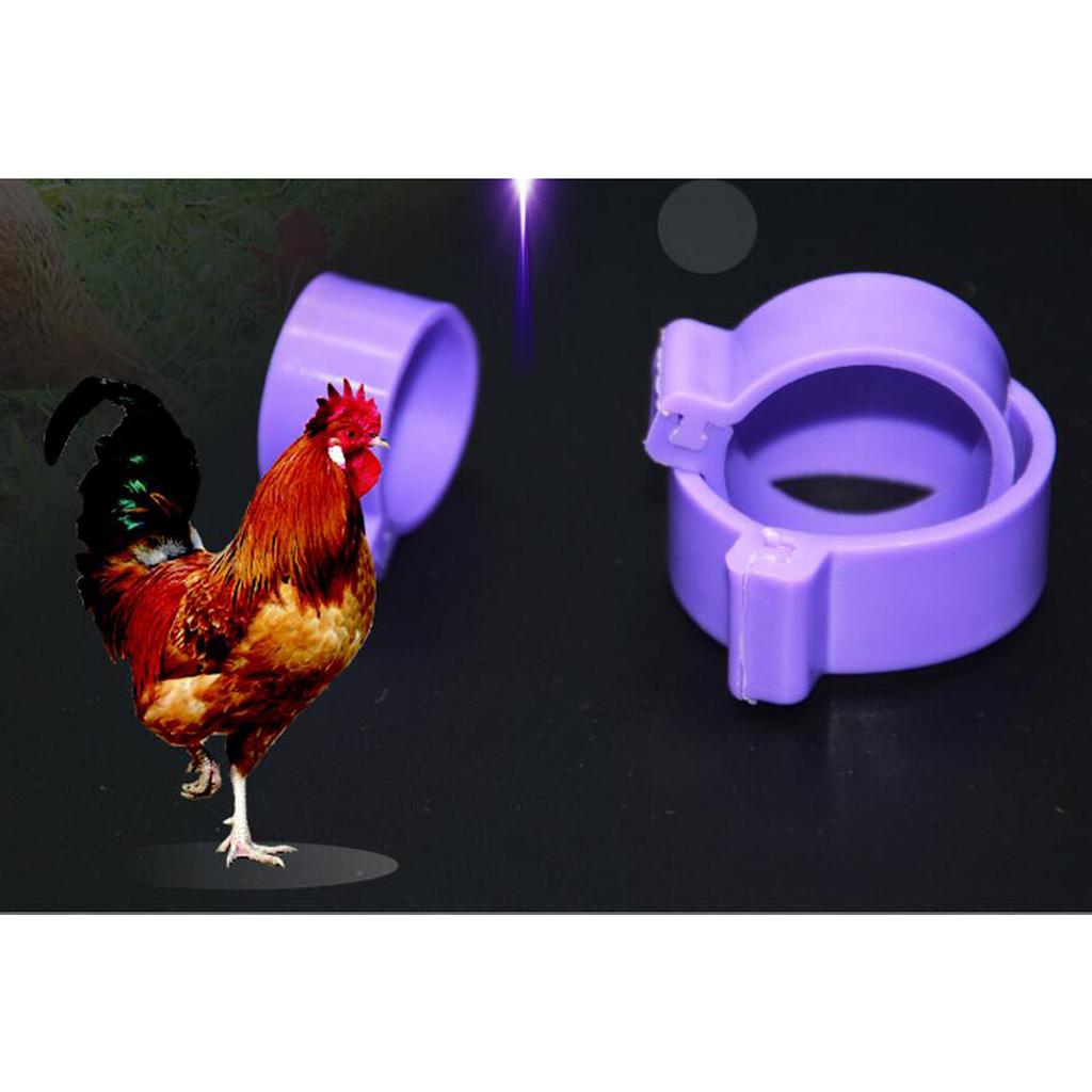 100PCS Small Numbered Poultry Chicken Foot Leg Ring Clips Diam. 1.6cm Purple