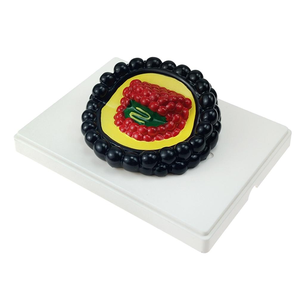 Biology Science Microorganism Model Student Classroom Learning Accessories