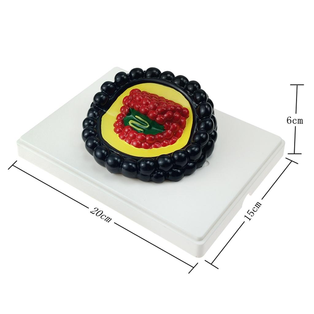 Biology Science Microorganism Model Student Classroom Learning Accessories