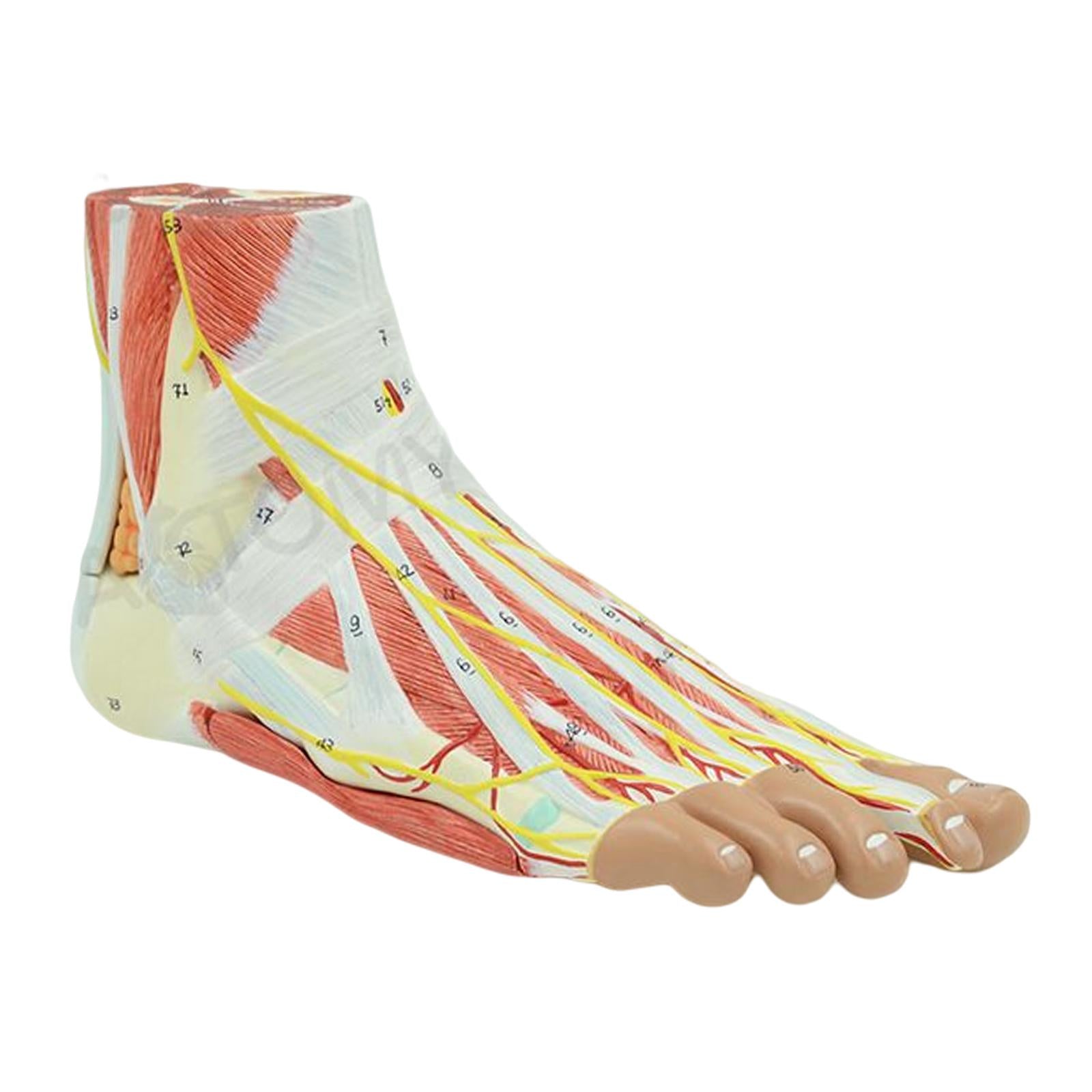 Anatomical Muscled Foot Joint Model, Human Skeleton Anatomy