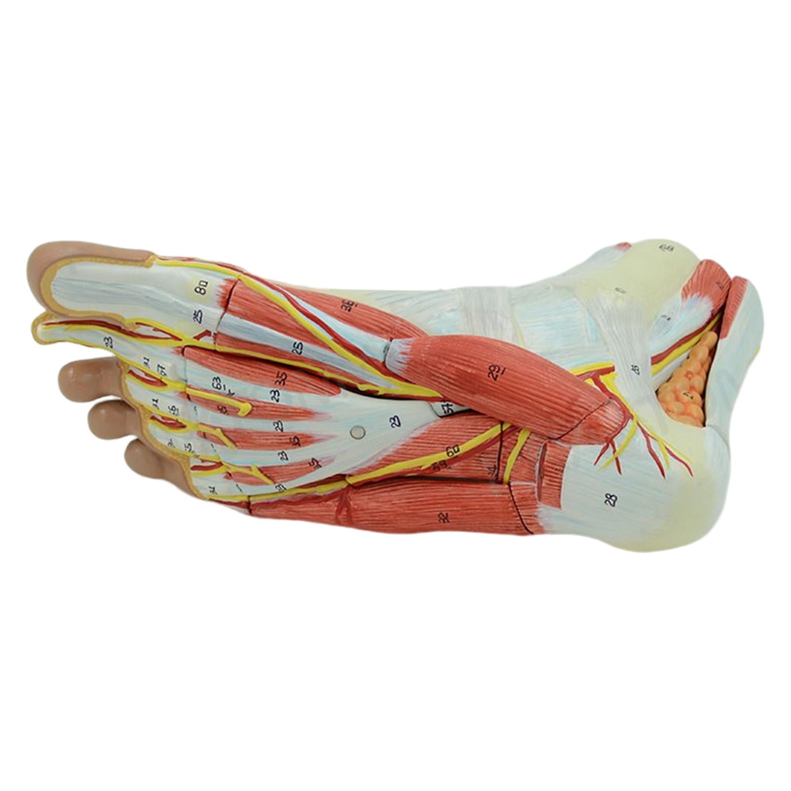 Anatomical Muscled Foot Joint Model, Human Skeleton Anatomy