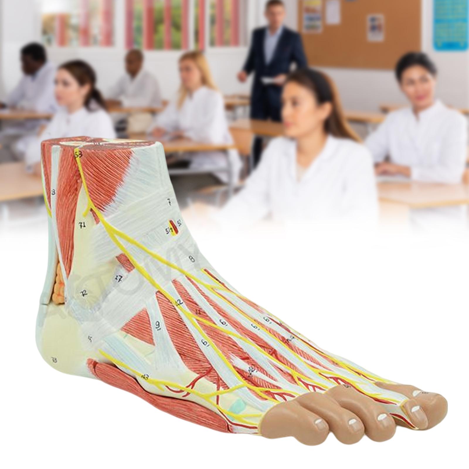 Anatomical Muscled Foot Joint Model, Human Skeleton Anatomy