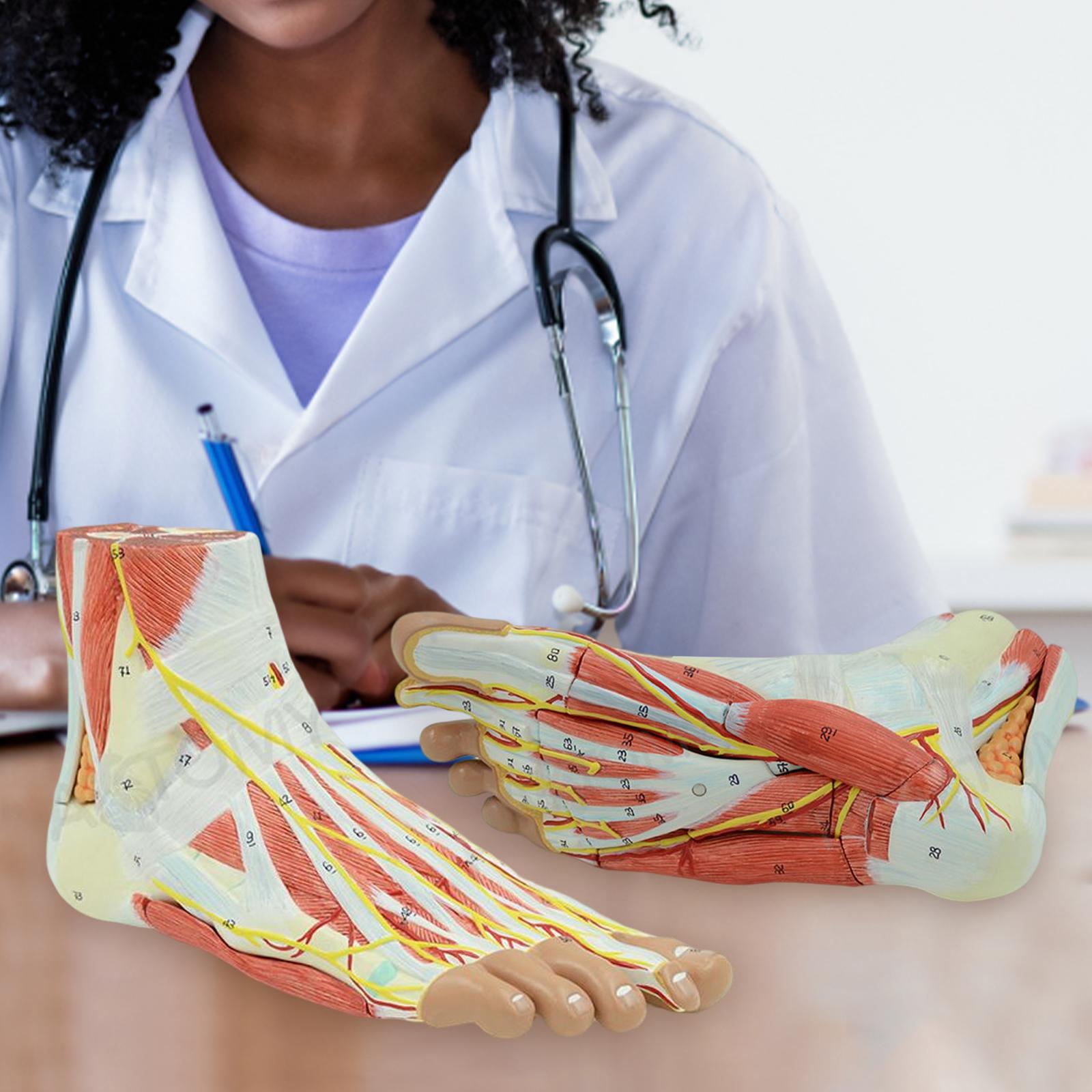 Anatomical Muscled Foot Joint Model, Human Skeleton Anatomy