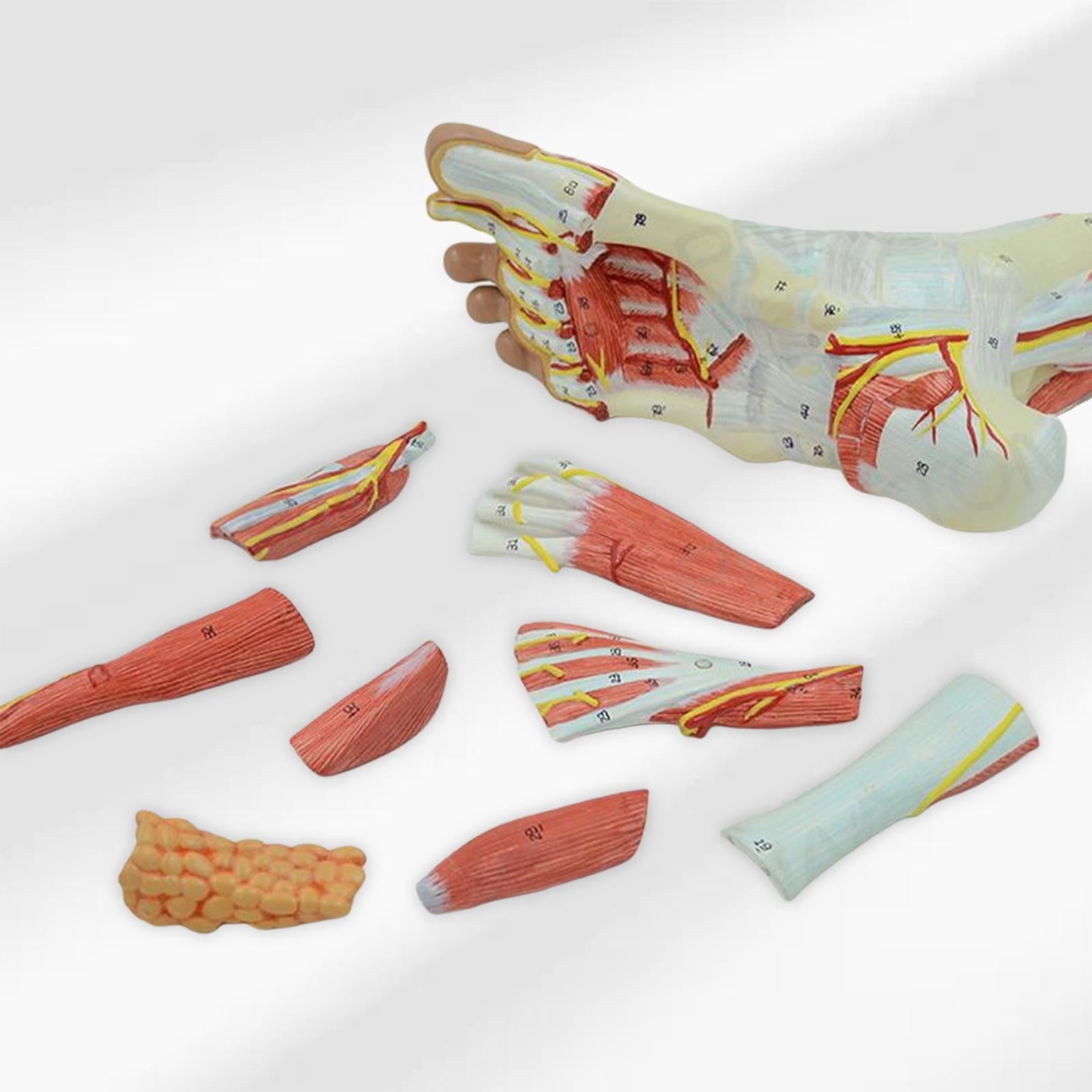 Anatomical Muscled Foot Joint Model, Human Skeleton Anatomy