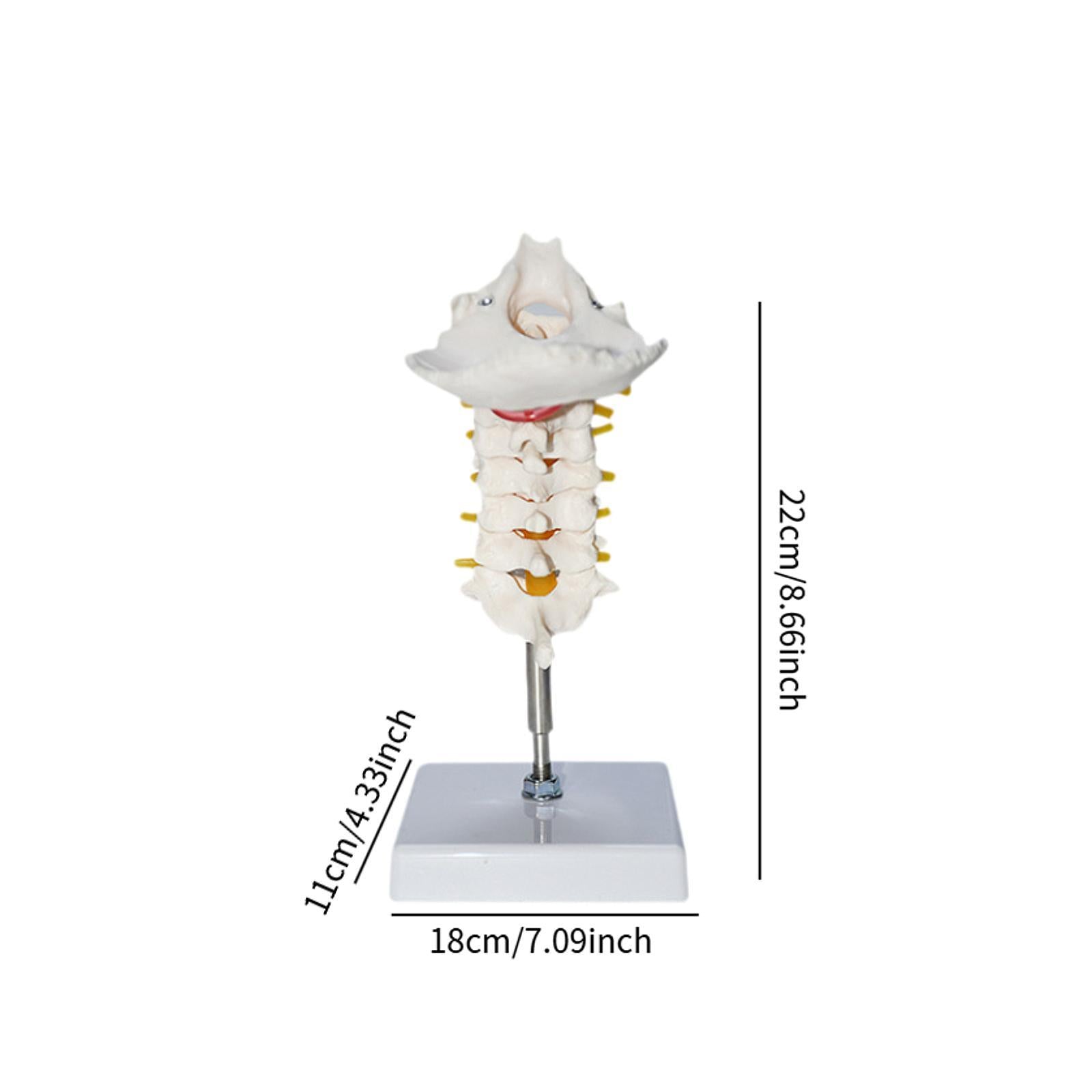7 Section Cervical Vertebra Model Spine Science Biology Cervical Spine Model