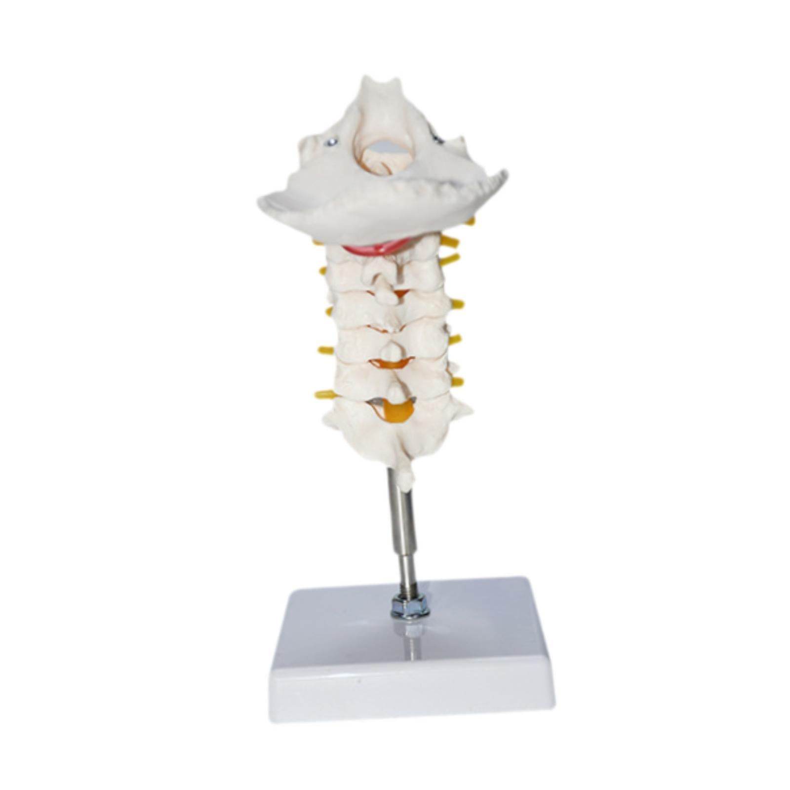 7 Section Cervical Vertebra Model Spine Science Biology Cervical Spine Model