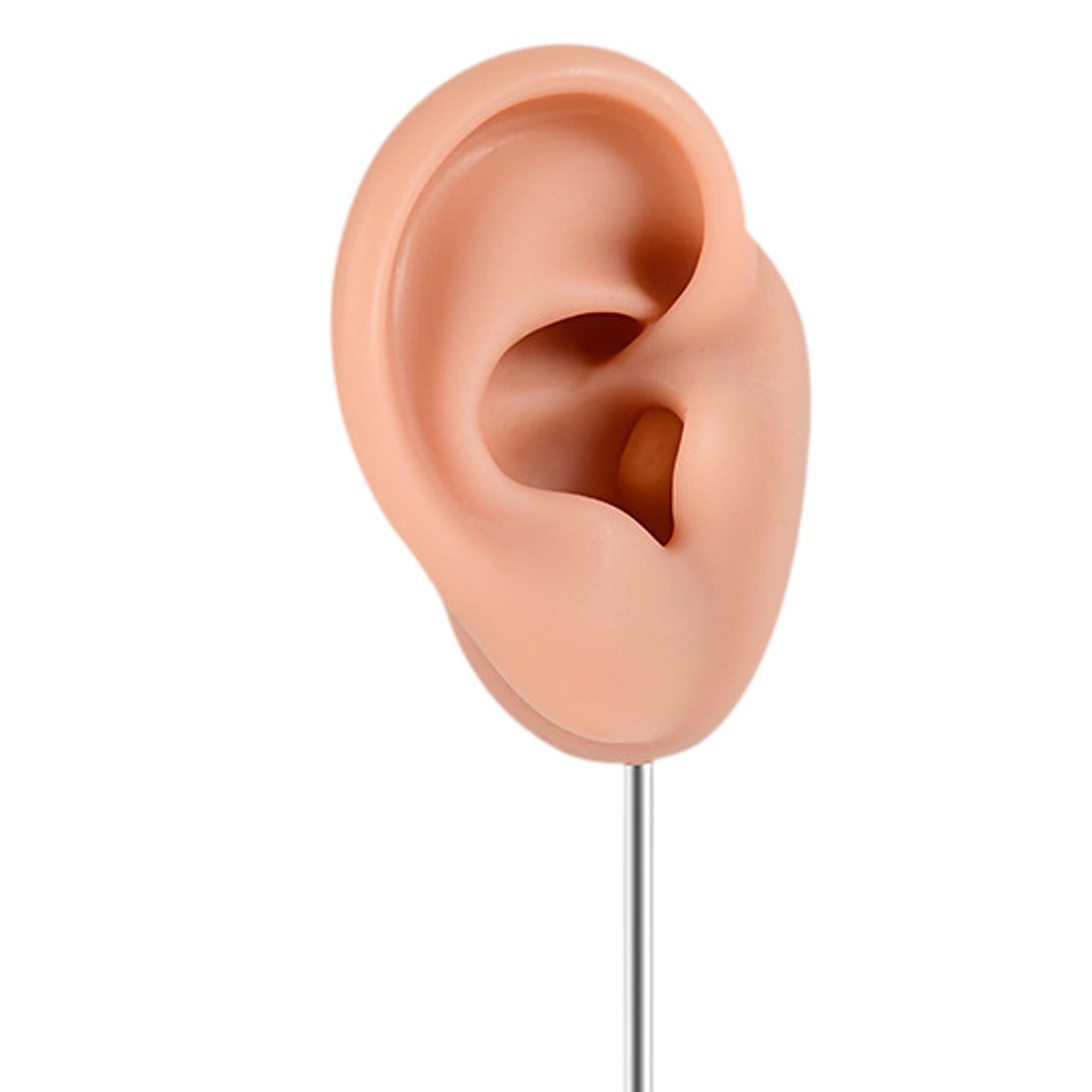 Silicone Ear Model Earring Display Stand Holder for Shows Girls Women Photos RIght